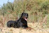 BEAUCERON 266